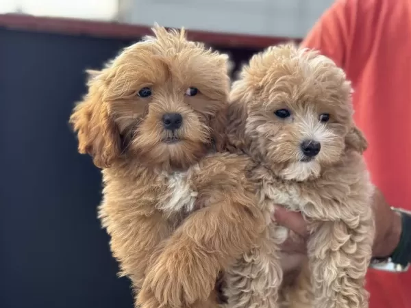 Yasal Ruhsatlı Çiftlikden Maltipoo Yavrularımız