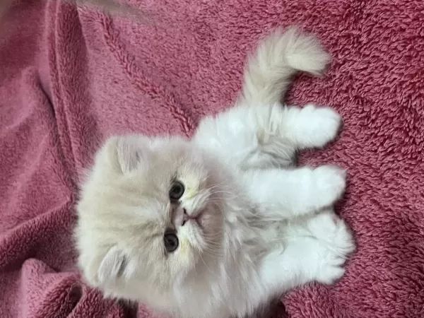 İran Persian 40 Günlük