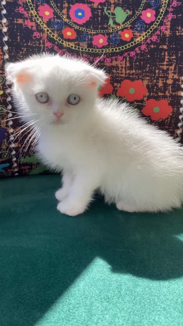 Bembeyaz Kırık Kulak Scottish Fold Yavru