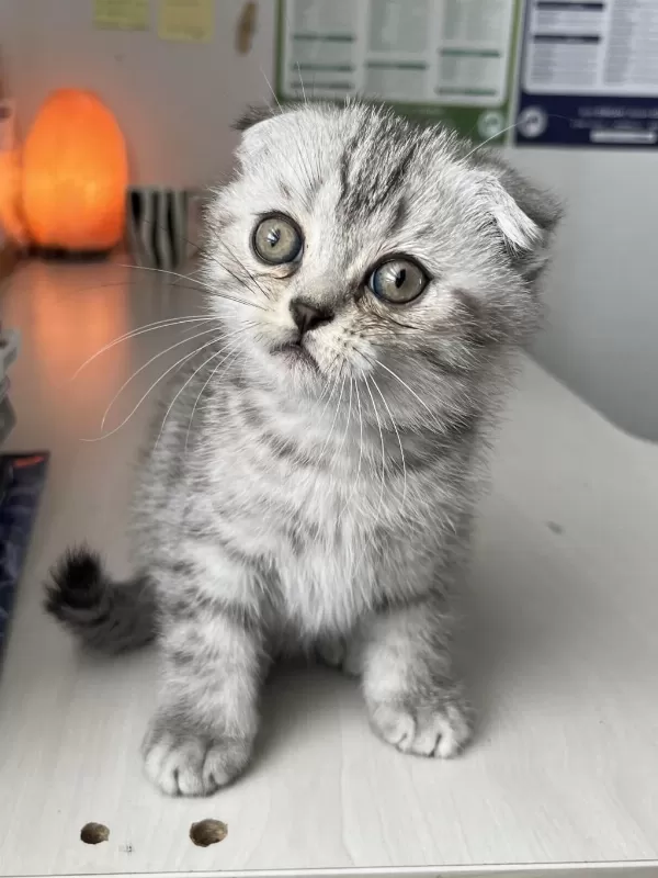 Sağlıklı Yavru Scottish Fold
