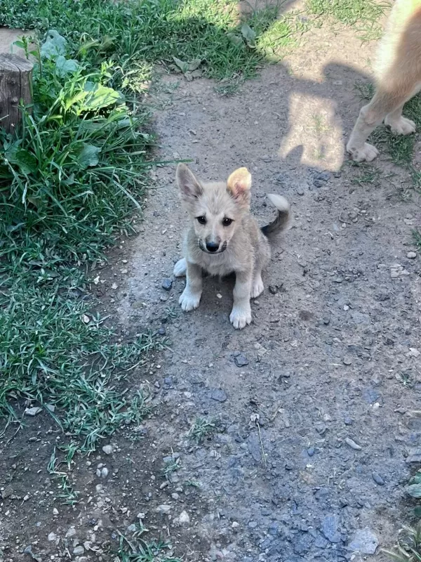 Akita İnu Yavrularımız İçin Ulaşınız