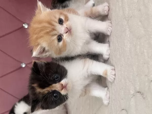 Exotic Shorthair Yavrular