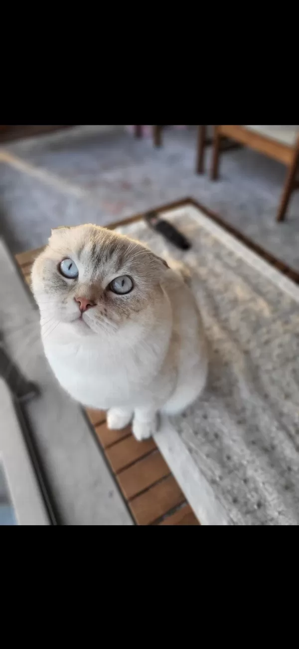 3.5 Yaşında Scottish Fold