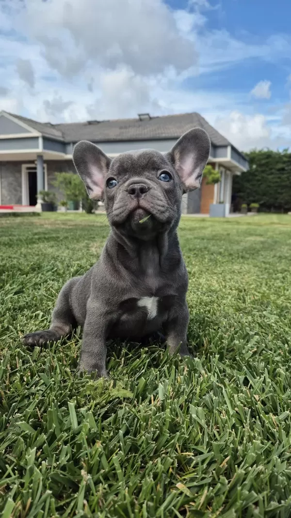 En Özel French Bulldog Yavruları Çiftlikten