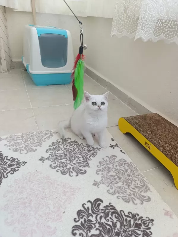 British Shorthair Beyaz