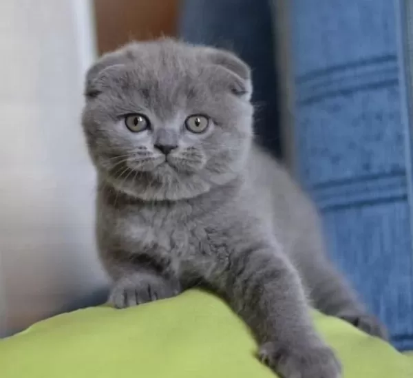 Scottish Fold Gri Yavrularim