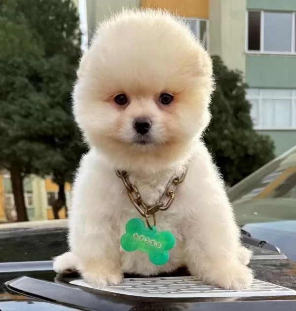 Safkan Pomeranian Boo Bebekler