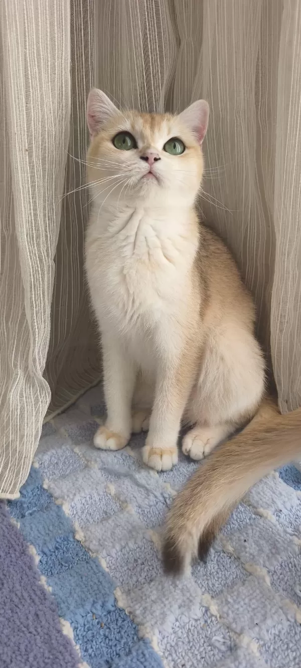 British Shorthair Golden Yavru