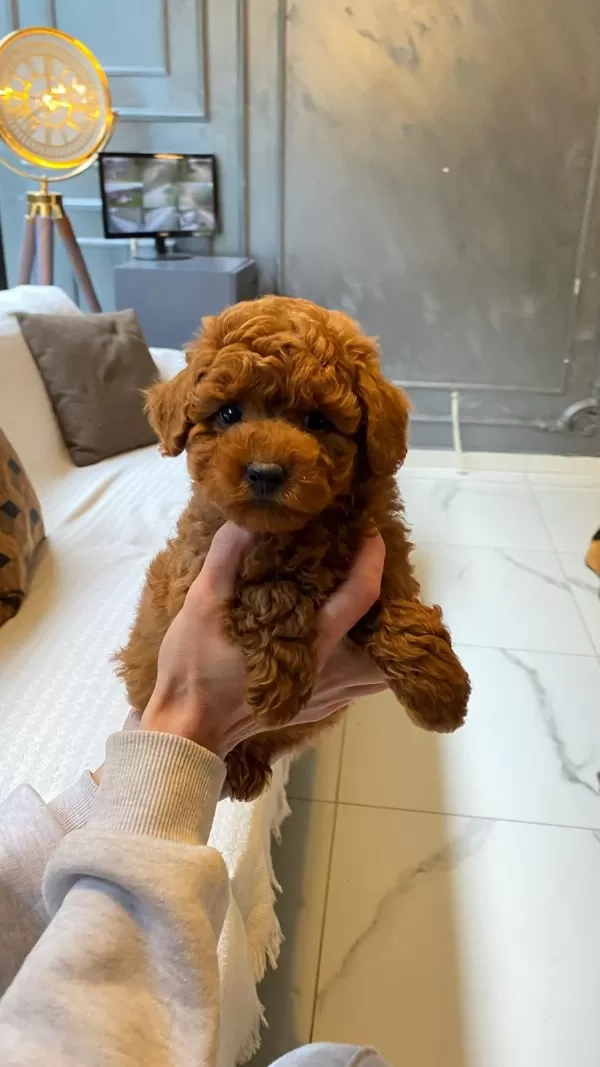 Oyuncak Ayıcık Görünümlü Red Poodle Yavrularımız