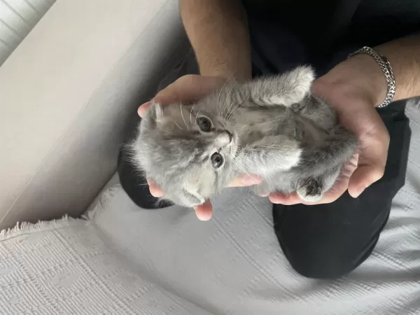 1 Aylık Scottish Fold Yavrumuz