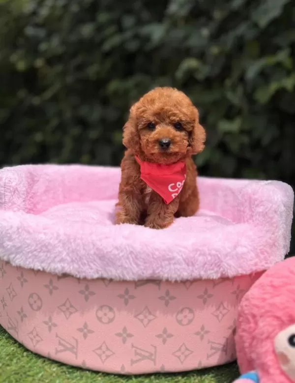 Teacüp Poodle Yavrumuz