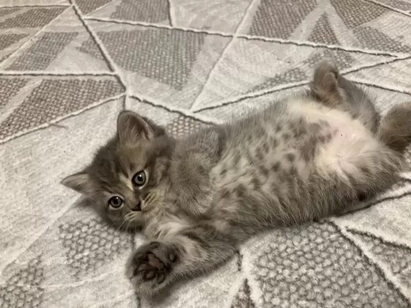 Dişi Yavru 45 Günlük British Shorthair