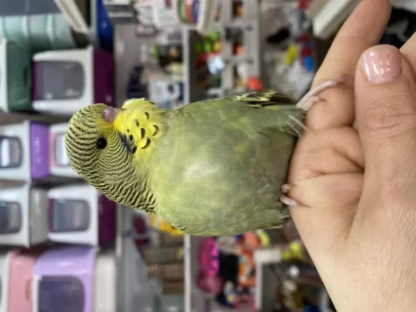 Ele Omuza Alıştırmalık Yavrularımız