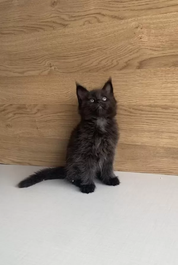 Değerini Bilene Xxl Maine Coon Bebeklerim