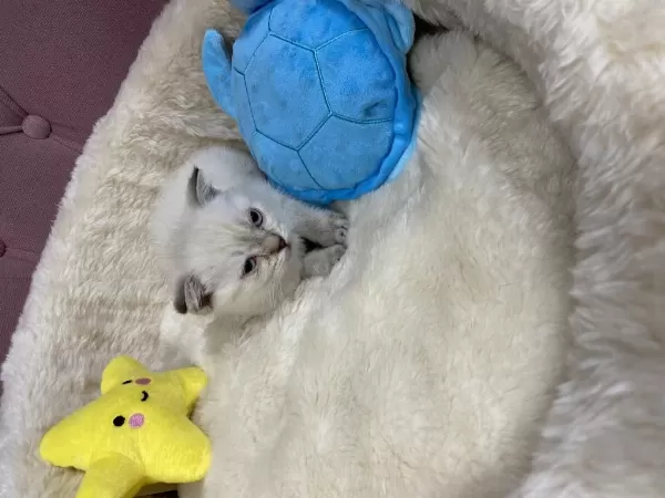 Çok Özel British Shorthair Yavrularımız