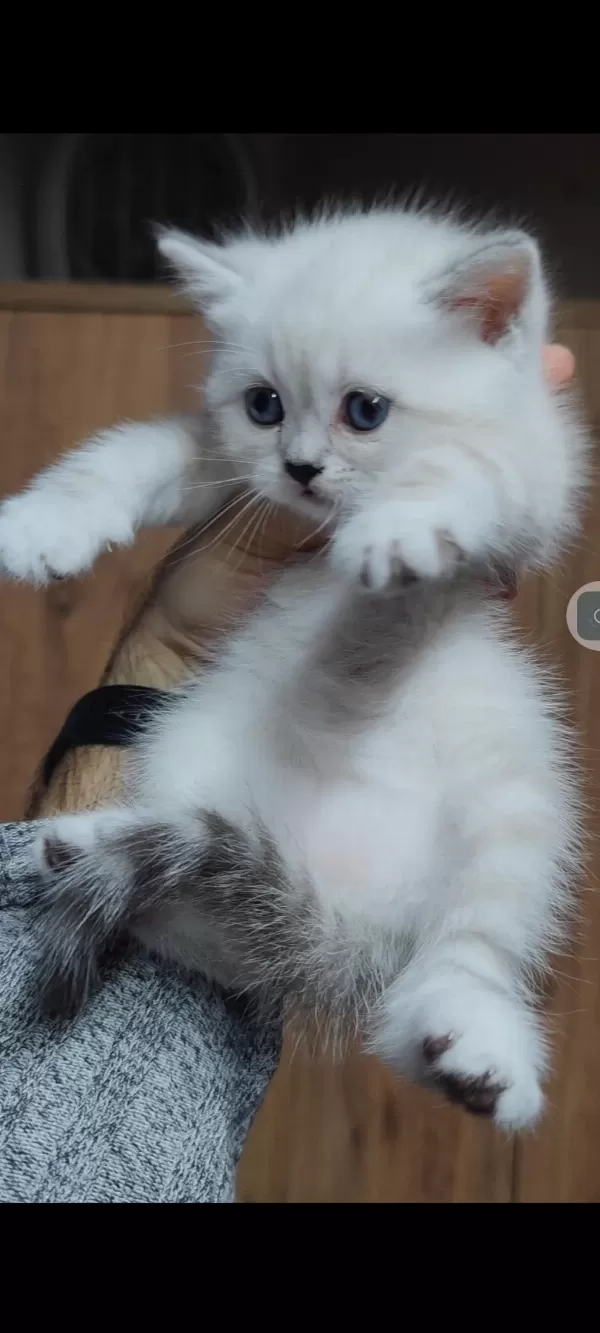 British Shorthair Kedisi