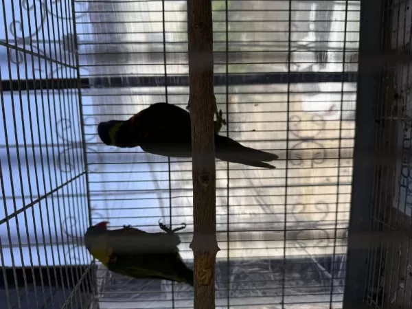 Sağlıklı Takım Lori Papağanı
