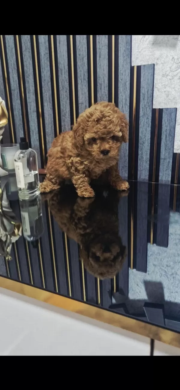 Küçük Boy Toy Poodle Değerlendirmeden Geçmeyin