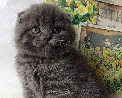 Scottish Fold Yavrularımız Evinizin Neşesi Olacaktır