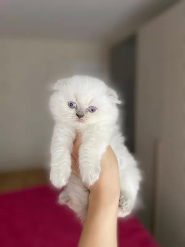 Scottish Fold Longhair Yavrularim