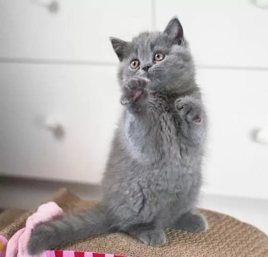 British Shorthair Yavrulari