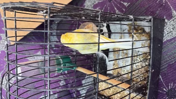 Bir Çift Kanarya Bir Adet Özel El Yapım Kafes