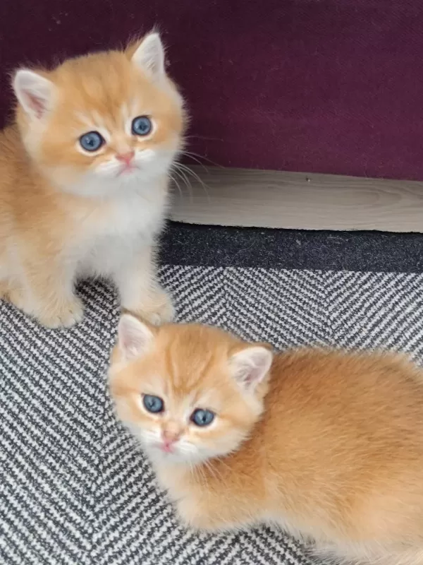 Muhteşem Golden British Shorthair Yavrular