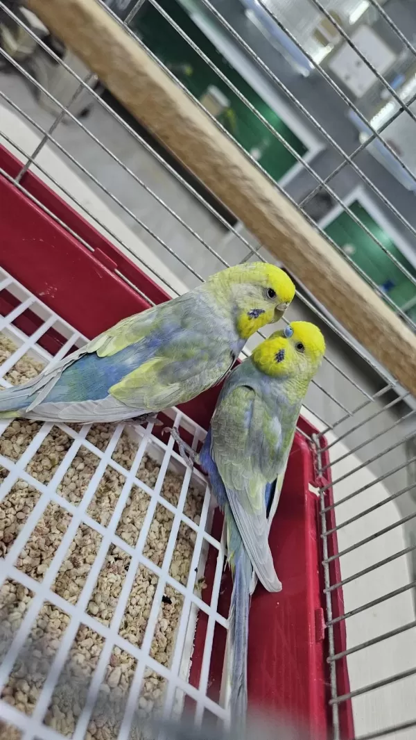 Üst Vasif Rainbow Muhabbet Kuşlar Açiklamayi Okuyun