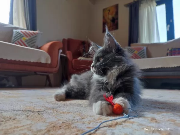 3 Aylık Yavru Dev Maine Coon Pasaport Çip Şecere