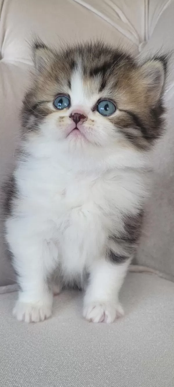 Eşsiz Güzellikte İpek Tüylü Birman Ve British Longhair