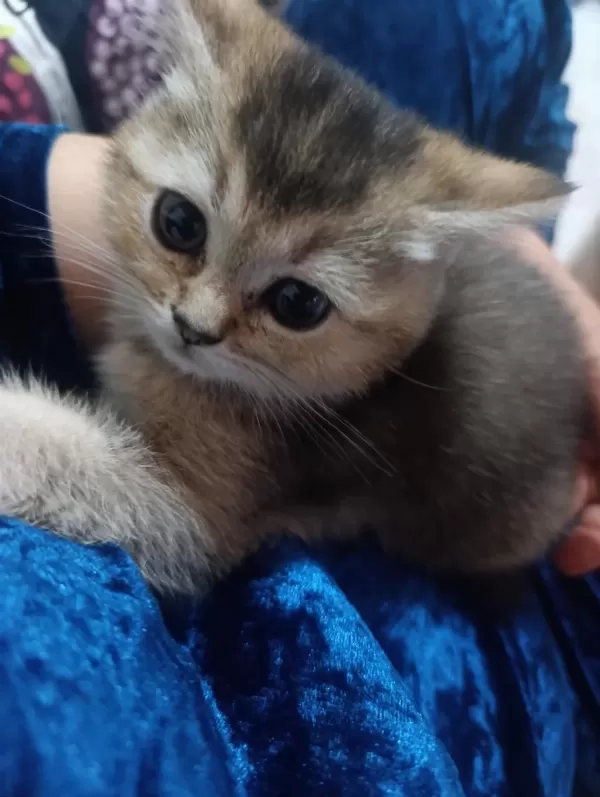 Sevimli Tam Bir Oyuncu Kedidir