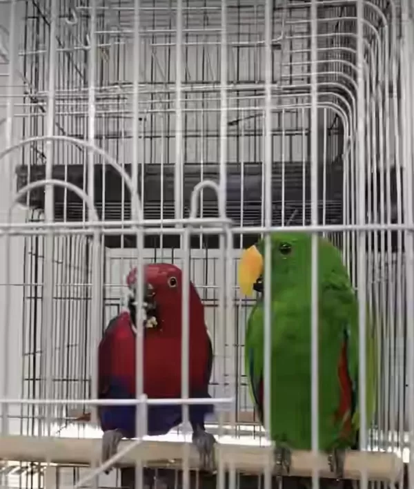 Resmi Belgeli Yavru Eclectus Papağanları