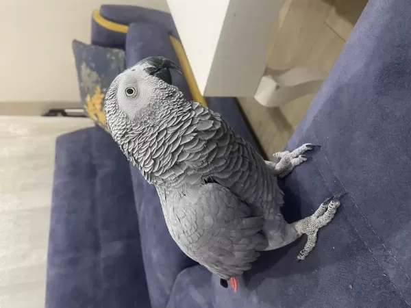 Full Evcil Jako Papağanı