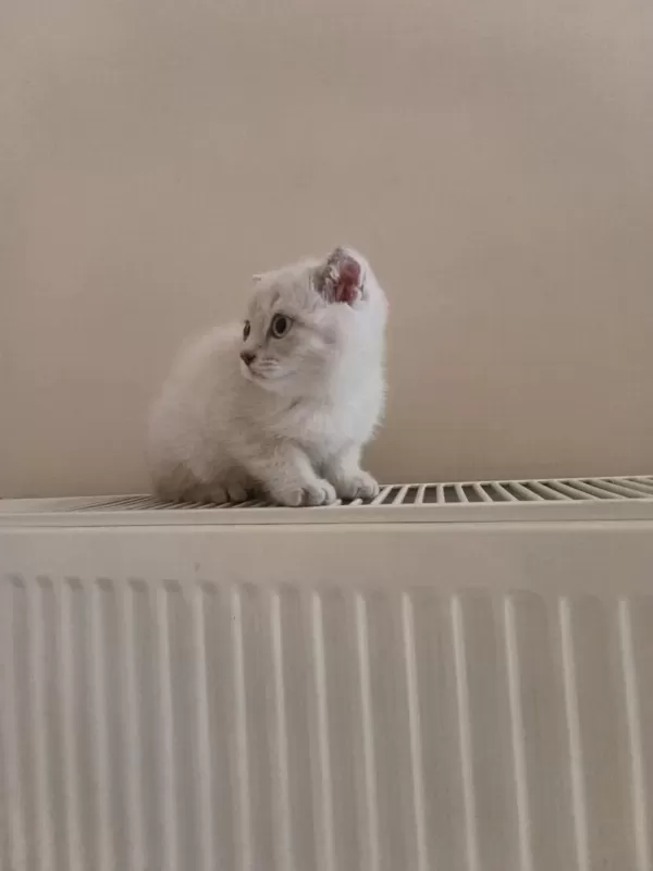 Safkan Dişi Ve Erkek Ayıcık Surat Kediler