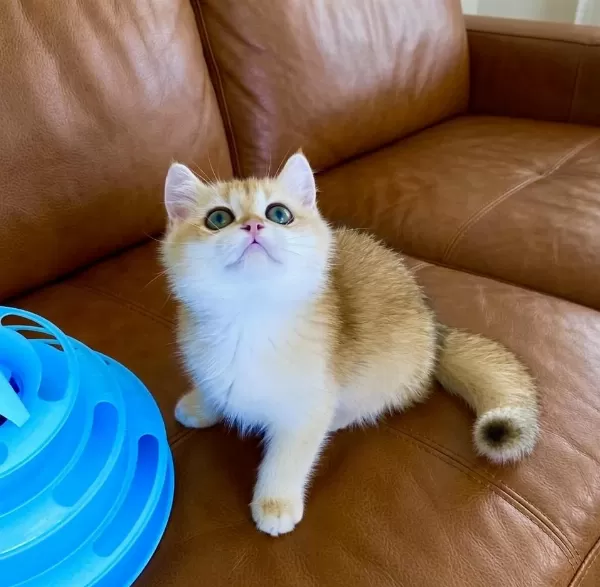 Safkan British Shorthair Golden Ny12 Erkek Yavru