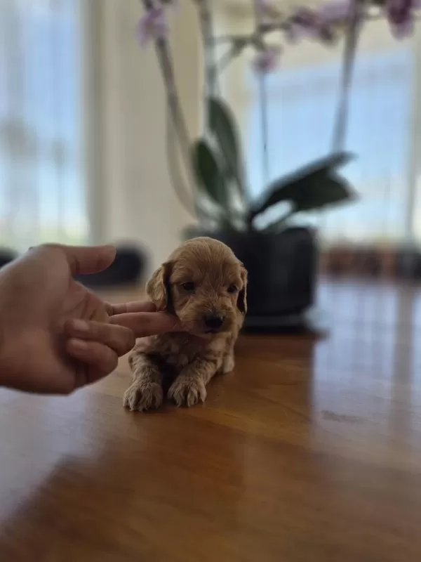 Erkek Maltipoo Yavrumuz