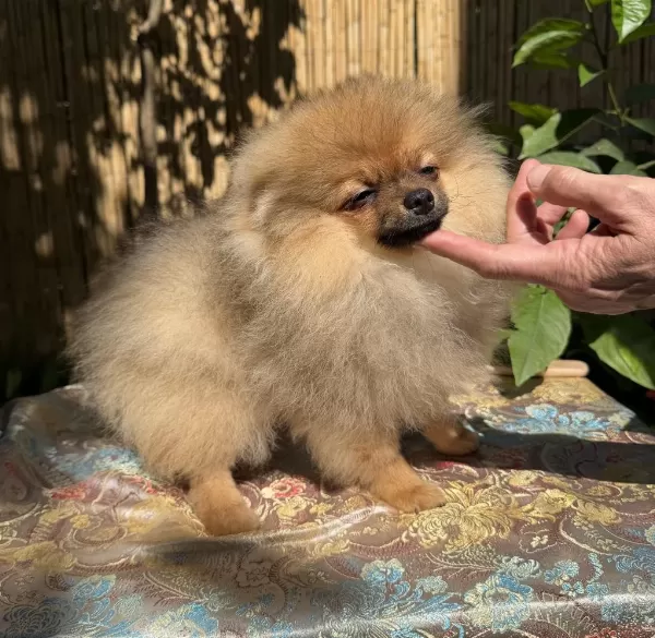 Turuncu Renkte Pomeranian Tea Cup Erkek