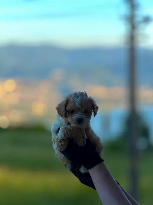 Minicik Maltipoo Yavrularımız
