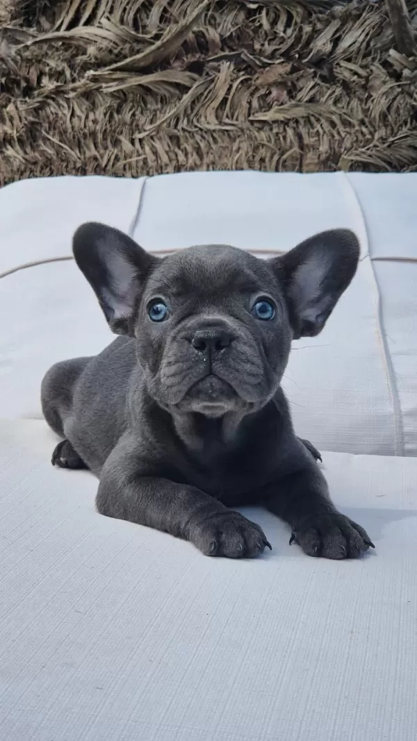 Blue Eye French Bulldog Çiftlikten