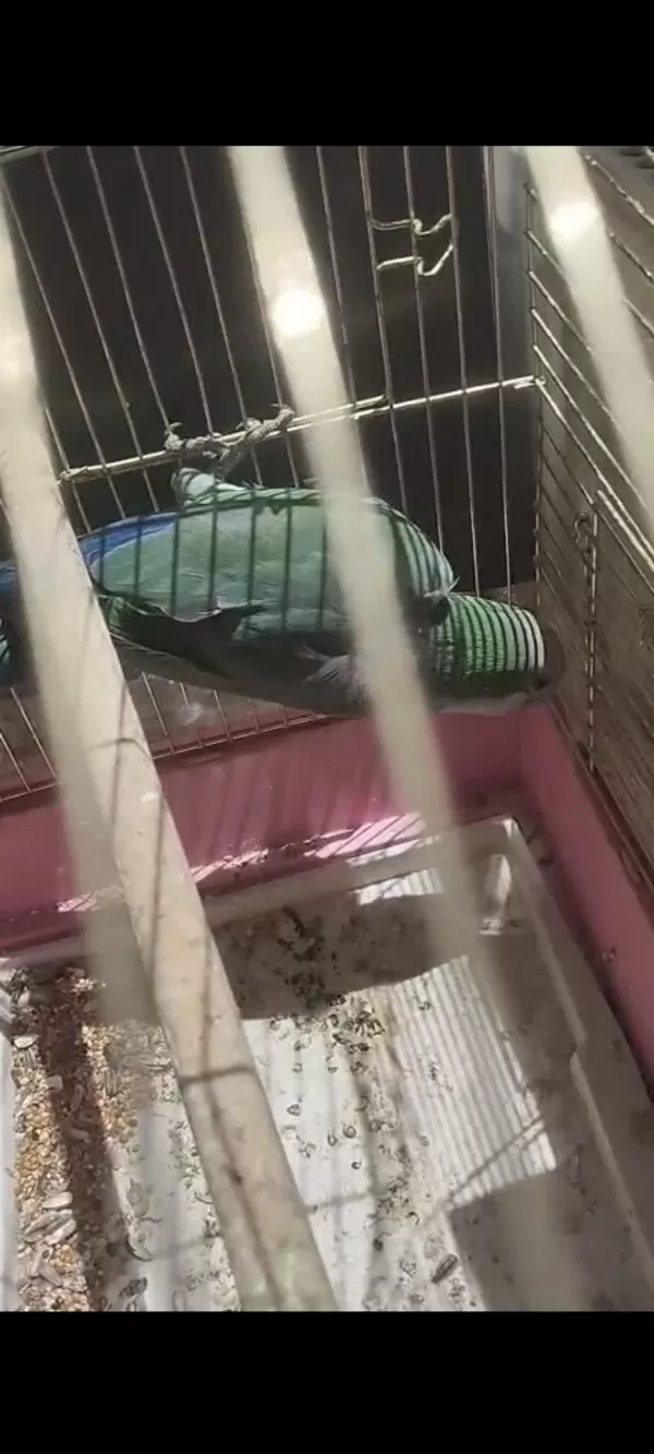 3 Yaşinda Damizlik Erkek Monk