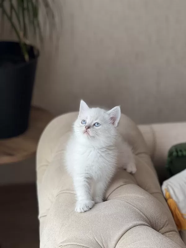 Üst Düzey British Shorthair Yavrum