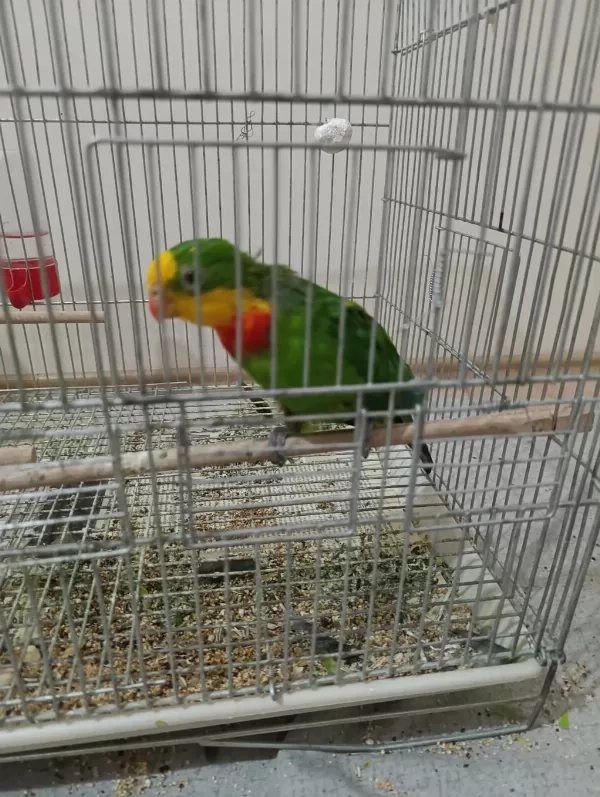 Barraband Cinsi Papağanımız