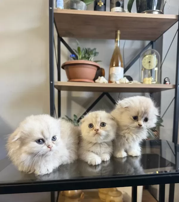 Üst Kalite Scottish Fold Bebekler