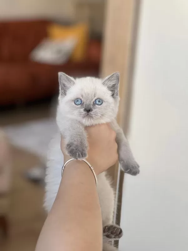 İnsan Canlisi Blue Point Safkan British Shorthair Yavru