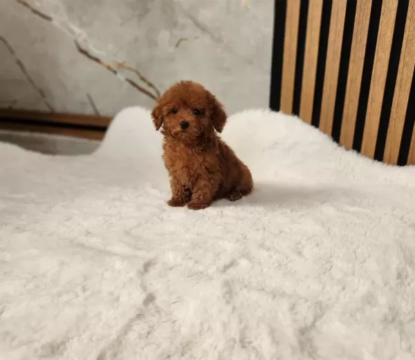 Toypoodle Yavrularımız