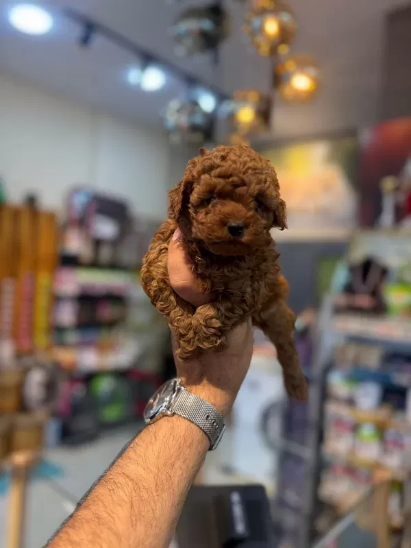 Sağlıklı Toy Poodle Minikler