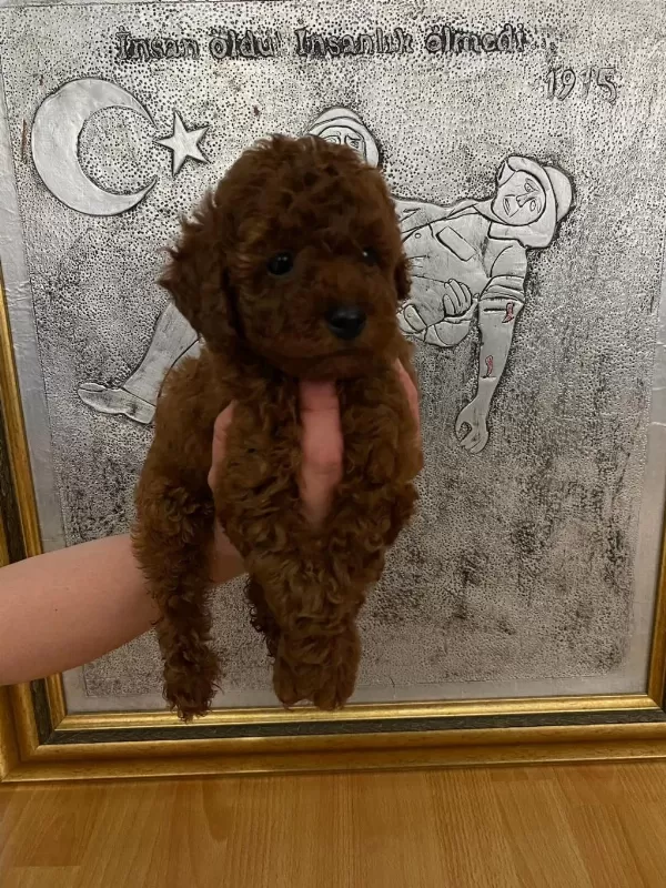 Red Brown Poodle Yavrularım Orijinal