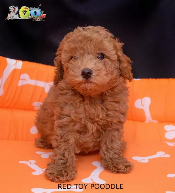 Red Brown Toy Poodle Bebekler