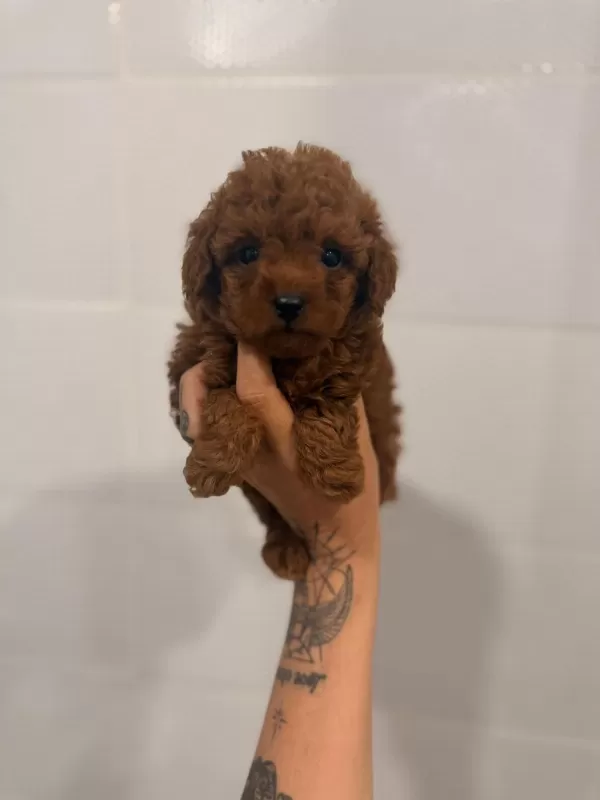 Toy Poodle Yavruları Dişi