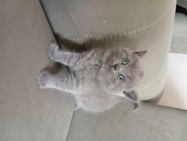 British Shorthair 2 Aylık Dişi